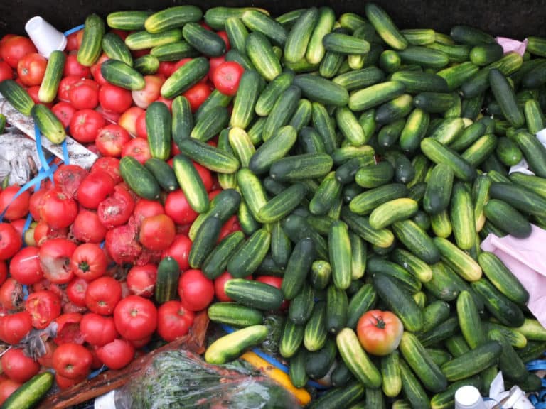 Edible tomatoes and cucumbers are being wasted in a dumpster.