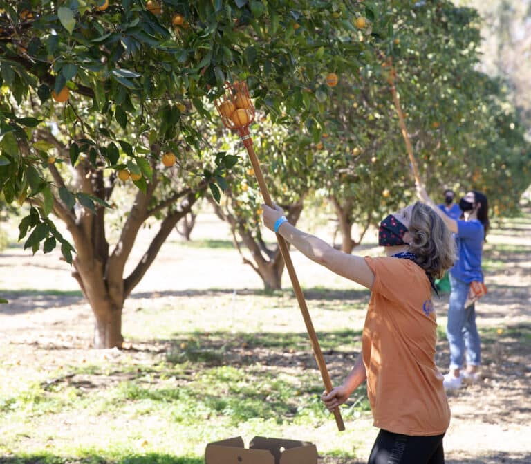 Volunteers in face masks picking oranges with fruit pickers